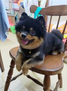 Bear face adult pomeranian