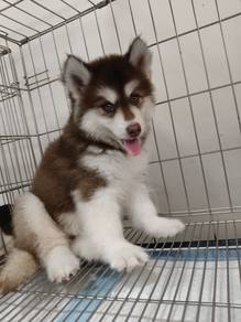 Husky. 