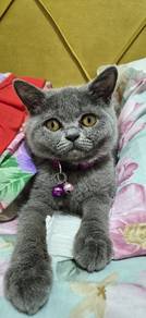 Pure BSH