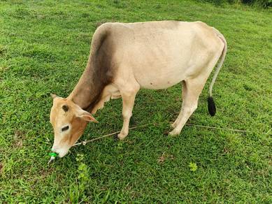 lembu jntn