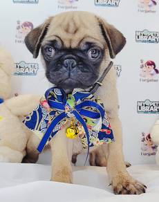 Pug