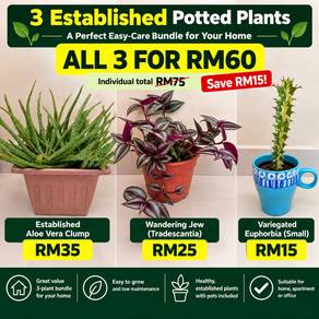 3 Established Potted Plants |Bundle