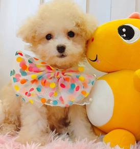 Poodle
