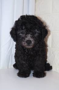 J0494 Grey Poodle Little Bear Puppy