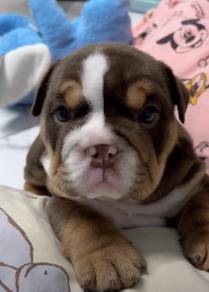 ENGLISH BULLDOG PUPPIES EB390 🐻 BullDog Available