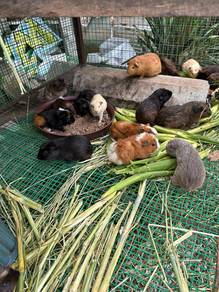 guinea pig jantan