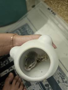 baby roborovski for sale!!! 