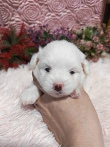 pompoo
