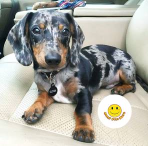 ERP129RR9 MINI Dachshund dapple merle color