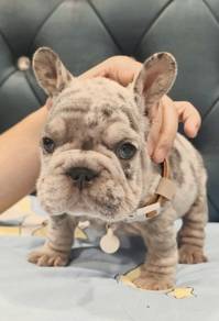FRENCH BULLDOG PUPPIES 🌻S178 Charming Merle Color