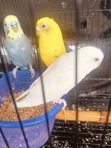 Burung baji