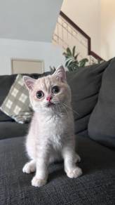 Ashgold British Shorthair