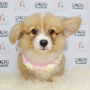 Welsh Corgi