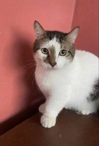 Munchkin cat
