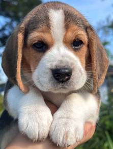 Beagle puppy