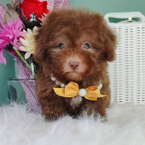 Poodle