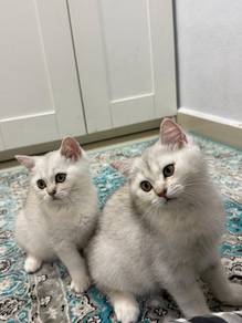 Silver Shaded British Shorthair Kitten