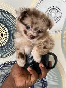chihuahua puppy... 