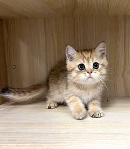 British shorthaired ny 11