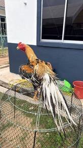 Ayam LHk Kuning Emas 