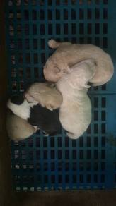 Short Legs Pomeranian mix Poodle (3M) 短腿博美混泰迪 贵宾
