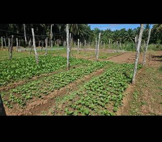 Agricultural Land in Tawau, SBH