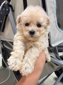 Cream Toy poodle