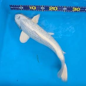 Premium Japanese Koi Fish For Sale 🐟