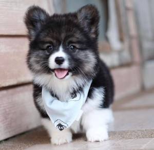 CORGI PUPPIES C101 Available  Female
