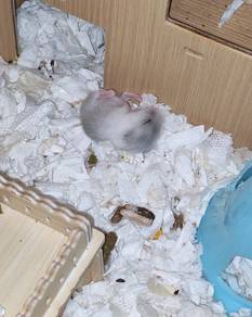 Winter White Hamster