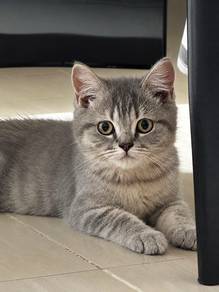 bsh for rehome