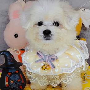 Maltese
