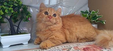 Kucing Munchkin Comel