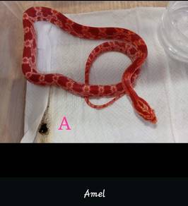 Corn snake