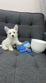 Mini Sized Westie Male Puppy