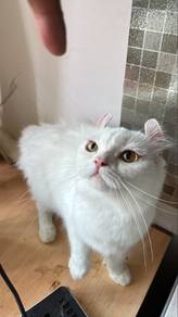 White American Curl