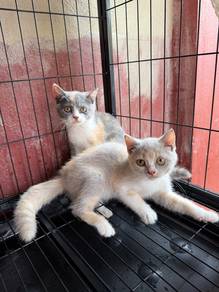kitten bsh