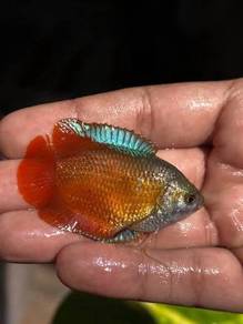 Red And Blue Gourami Lily
