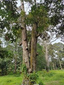 Agricultural Land in Linggi, NSN