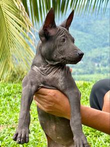 Thai Ridgeback Puppies