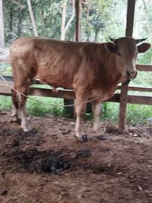 lembu charolais jantan cukup umur untuk dijual