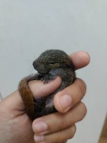 Tupai kelapa jinak sepasang/ sekor
