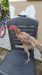 Ayam pama iq