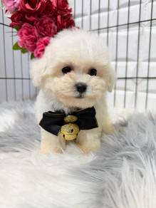 QEW9977 Bichon Mix Poodle white haired cute pet