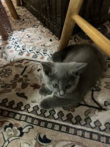 kitten 3.5 month for adoption