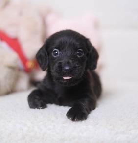 MINIATURE DACHSHUND PUPPY V15🐻 Solid Black -CERT