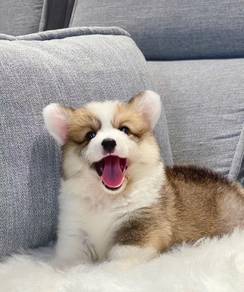 Welsh Corgi