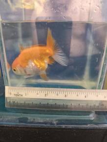 gold fish for sell