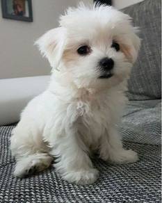 Playful Maltese Soft Cotton Puppy Baby Dog