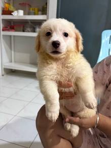 Shihpoo